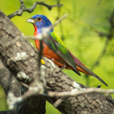 Painted Bunting, Cross Timbers Trail