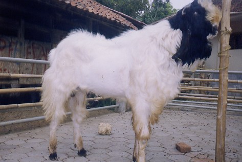 Budidaya Kambing Etawa 