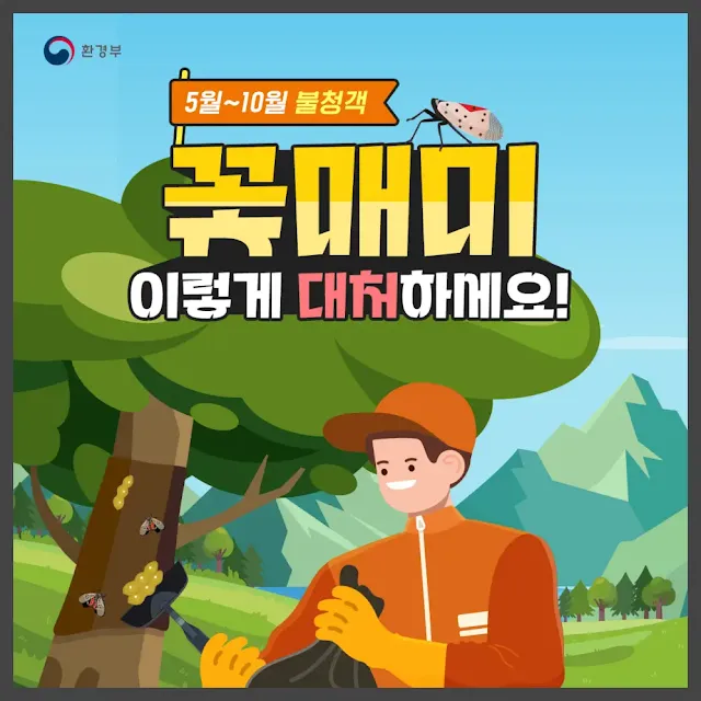 꽃매미 한국에서 자취를 감춘 이유