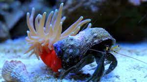 A sedentary sea anemone gets attached to the shell lining of hermit crab. The association is
