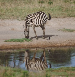 Burcheli Zebra