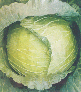 cabbage vegetable benefit for health