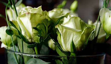 roses-in-a-vase