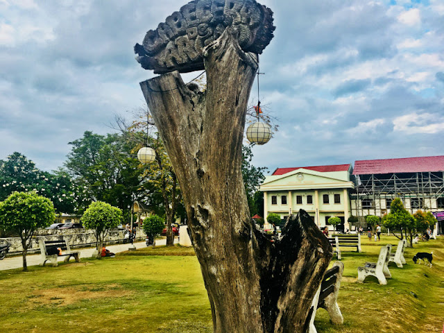 Independence Tree Narra Tree Argao Cebu