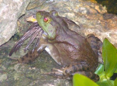 Ohio Birds and Biodiversity: Killer Frog!