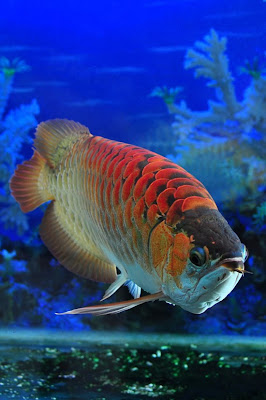 Arowana Red Dragon Fish