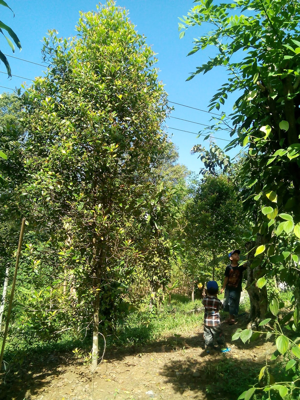 Foto Kebun Cengkeh  Cisewu Garut Untuk Wisata Katabah 