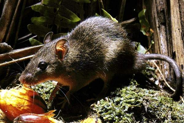 Morfologi Tikus Sawah (Rattus argentiventer) ~ Kumpulan 