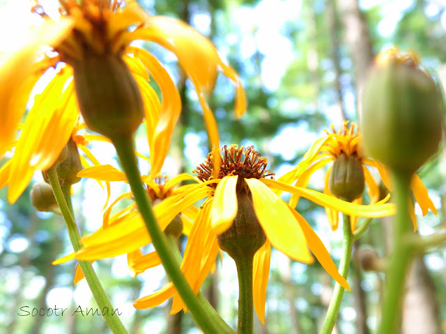 Ligularia dentata