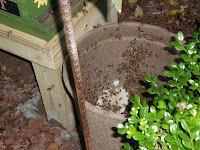 baited, bee, beekeeping, brushy mountain, free bees, hive, swarm, swarm capture, swarm trap, 