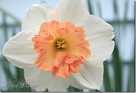 Daffodil_Pinkruffle