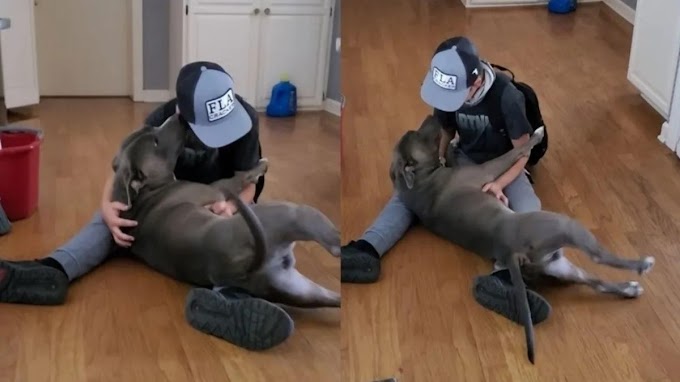 A Boy Cries With Emotion When He Finds His Lost Pitbull !