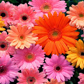 Flower Mix Wallpaper
