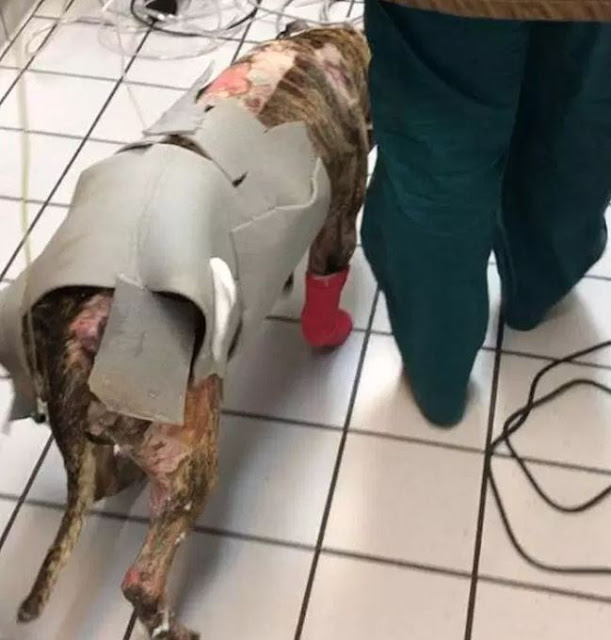 Tommie, the dog that was tied to a pole and intentionally set on fire, has died