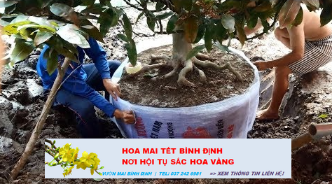 Mùa mưa bứng cây mai để nguyên tàn được không?