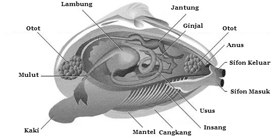 kerang