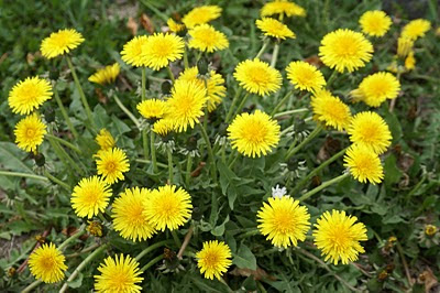 Paardenbloem - Hynsteblom - Taraxacum officinale