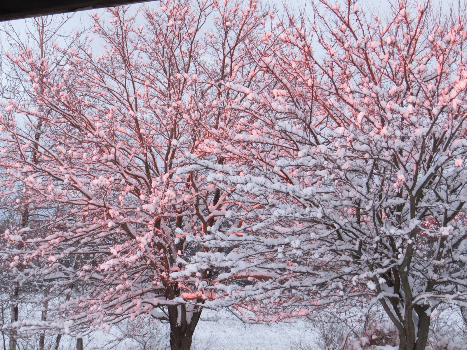 trees at sunrise