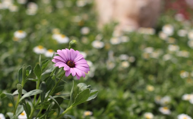 African Daisy Flowers Pictures