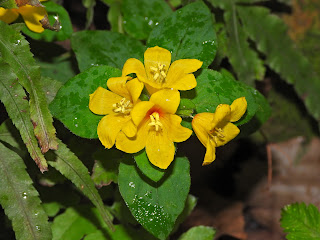 Dense-flowered Loosestrife in Changsha