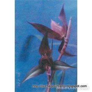兰花 花:lanhua-09020112162064