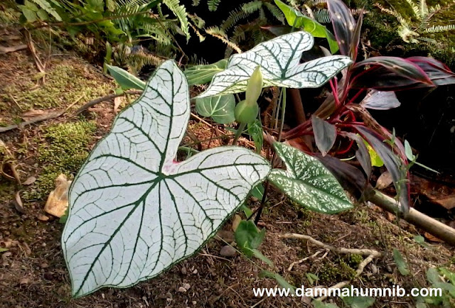 Pokok Keladi Hiasan Penyeri Halaman & Taman