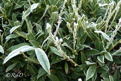 blad med frost. foto: Reb Dutius