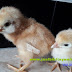 Jual DOC Bibit Ayam Kampung Super Joper Madiun Jatim