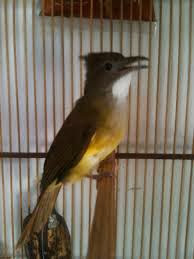 http://suarahobi.blogspot.com/