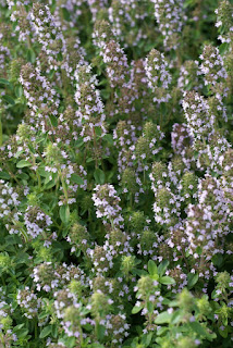 Thym faux pouliot - Thym à larges feuilles - Thym de bergère - Thymus pulegioides 