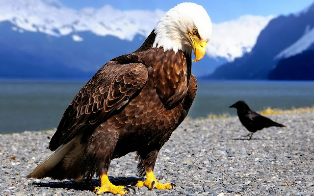 HD achtergrond met adelaar en zwarte vogel