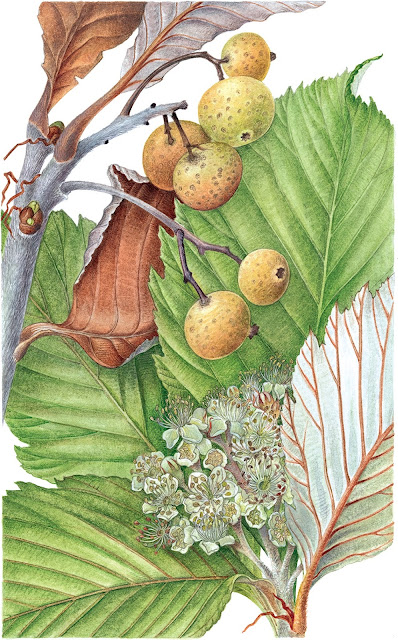 Рябина Хедлунда (Sorbus hedlundii)