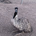 The Emu Whisperer