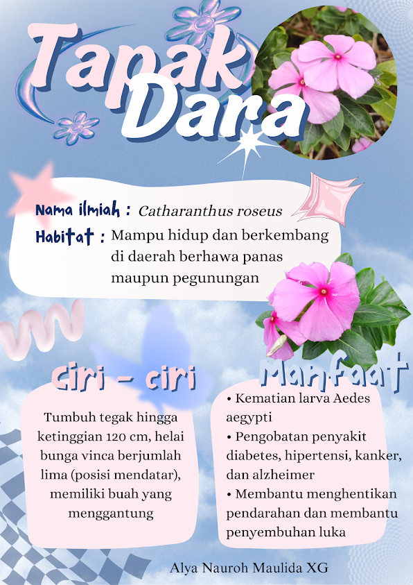 Infografik Laporan Hasil Observasi Tapak Dara