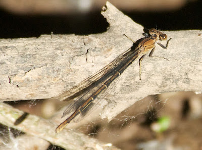 Powdered Dancer (Argia moesta)