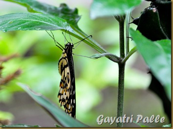 edited_DSC_3557