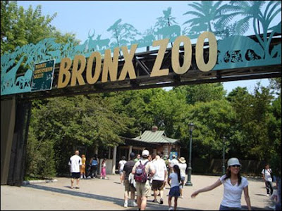 Bronx  on Bronx Zoo  New York