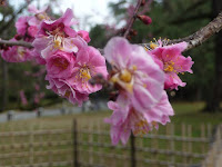 豪華な八重咲きの紅梅。