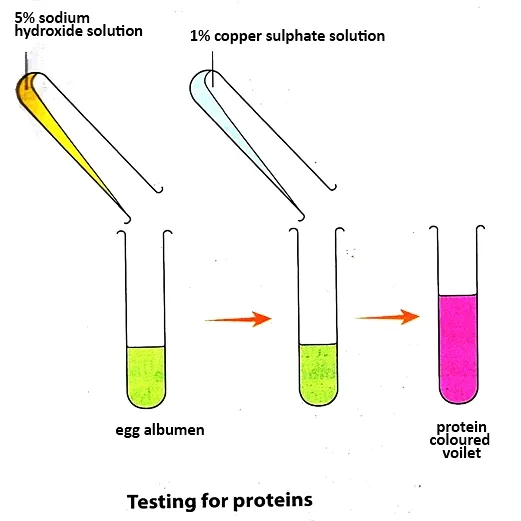 Biuret test for proteins