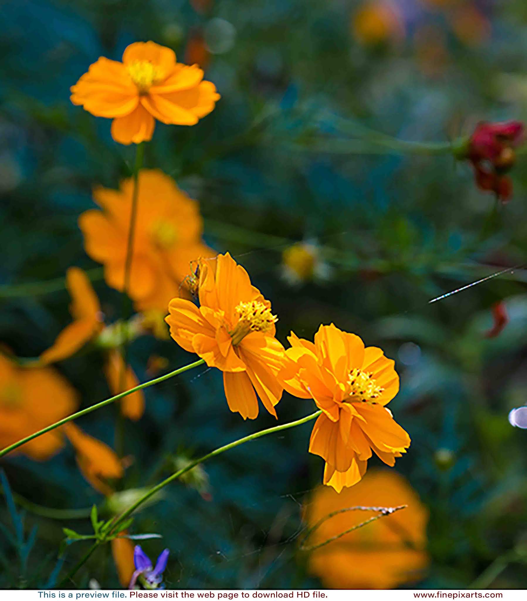 Orange Cosmos flower 00012