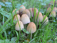 Coprinellus micaceus