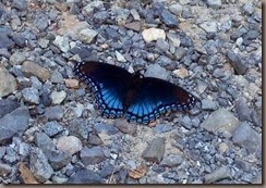 Butterfly_resize