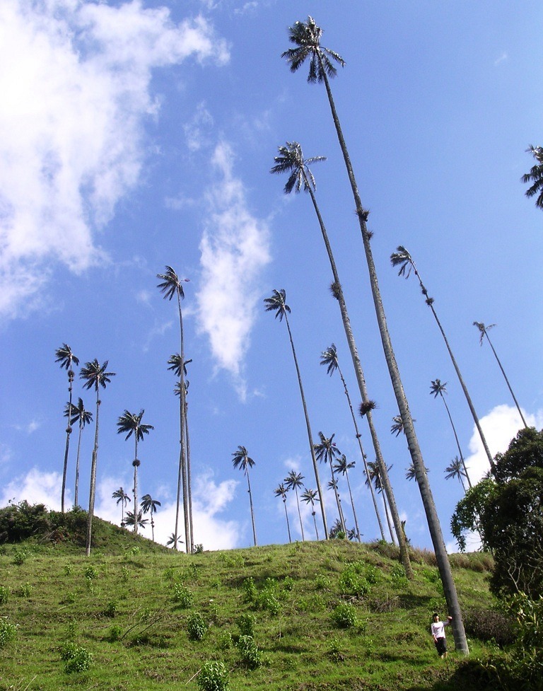 cocora-valley-11