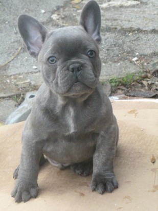 Everything about your French Bulldog - LUV My dogs
