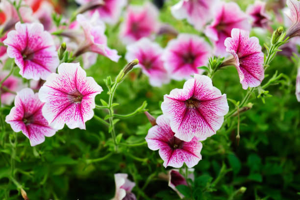 Petunia hybrida