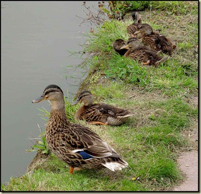 Family Mallard