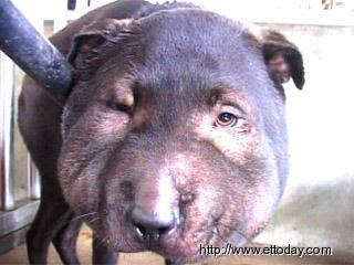 Hog face dog