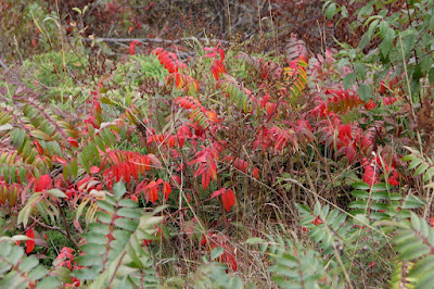 staghorn sumac in autumn colors