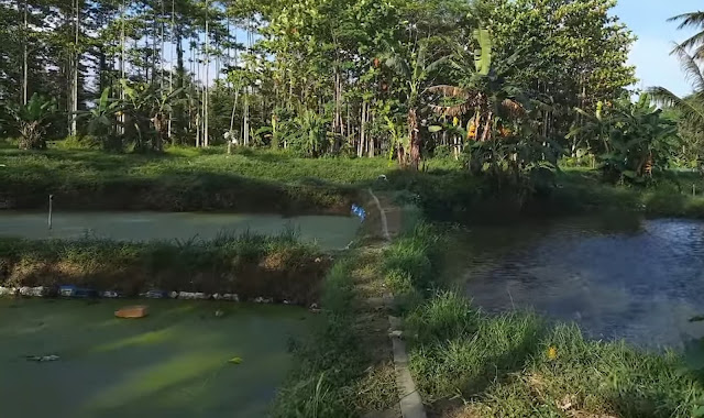 Kolam lele di Desa Cihowe yang tenang dan hijau