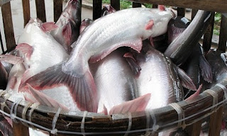 budidaya ikan patin di kolam tembok